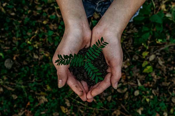 Environmental care and tree planting